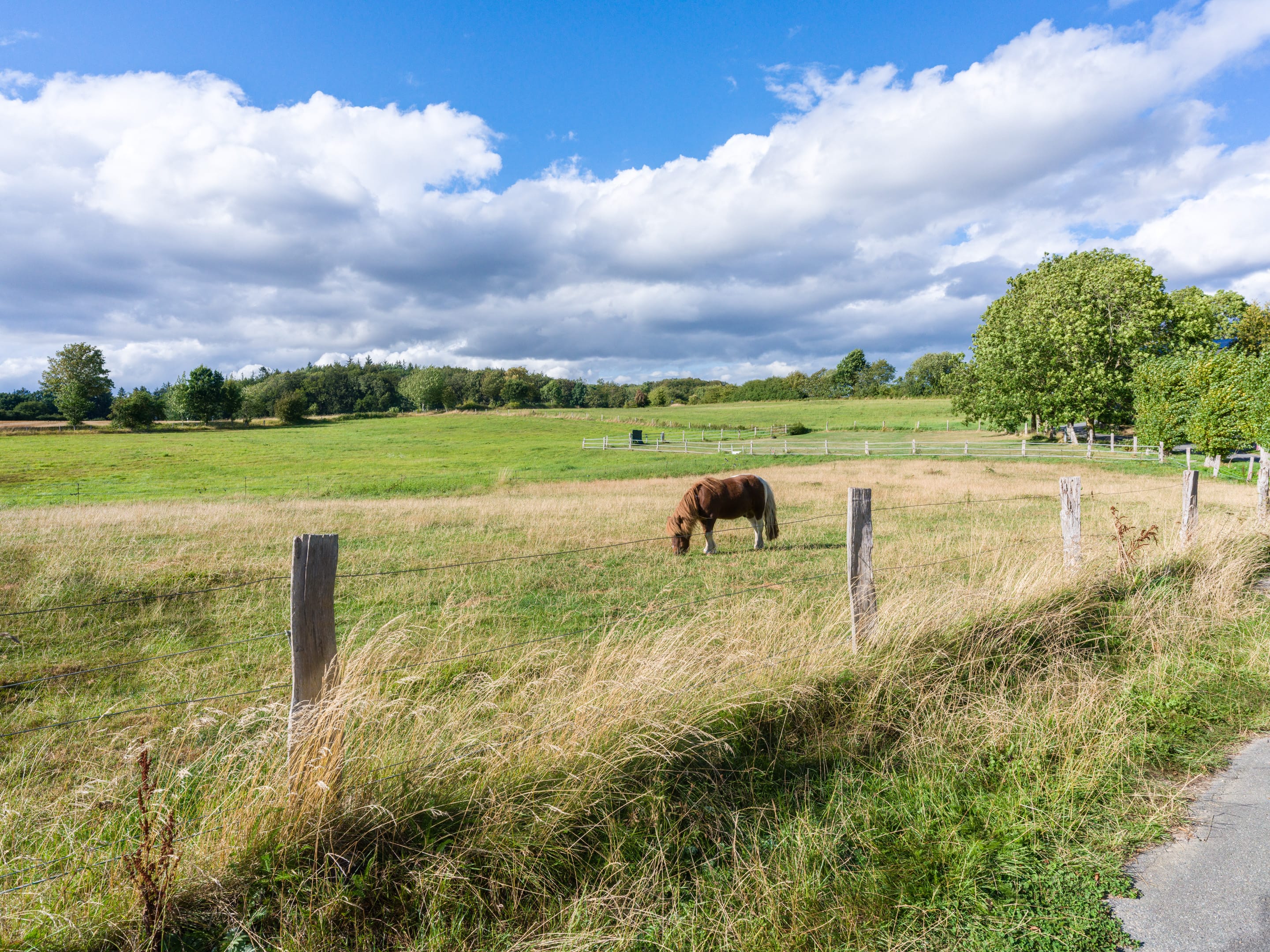 Weide mit Pferd in der Landschaft von Angeln nahe Karschau