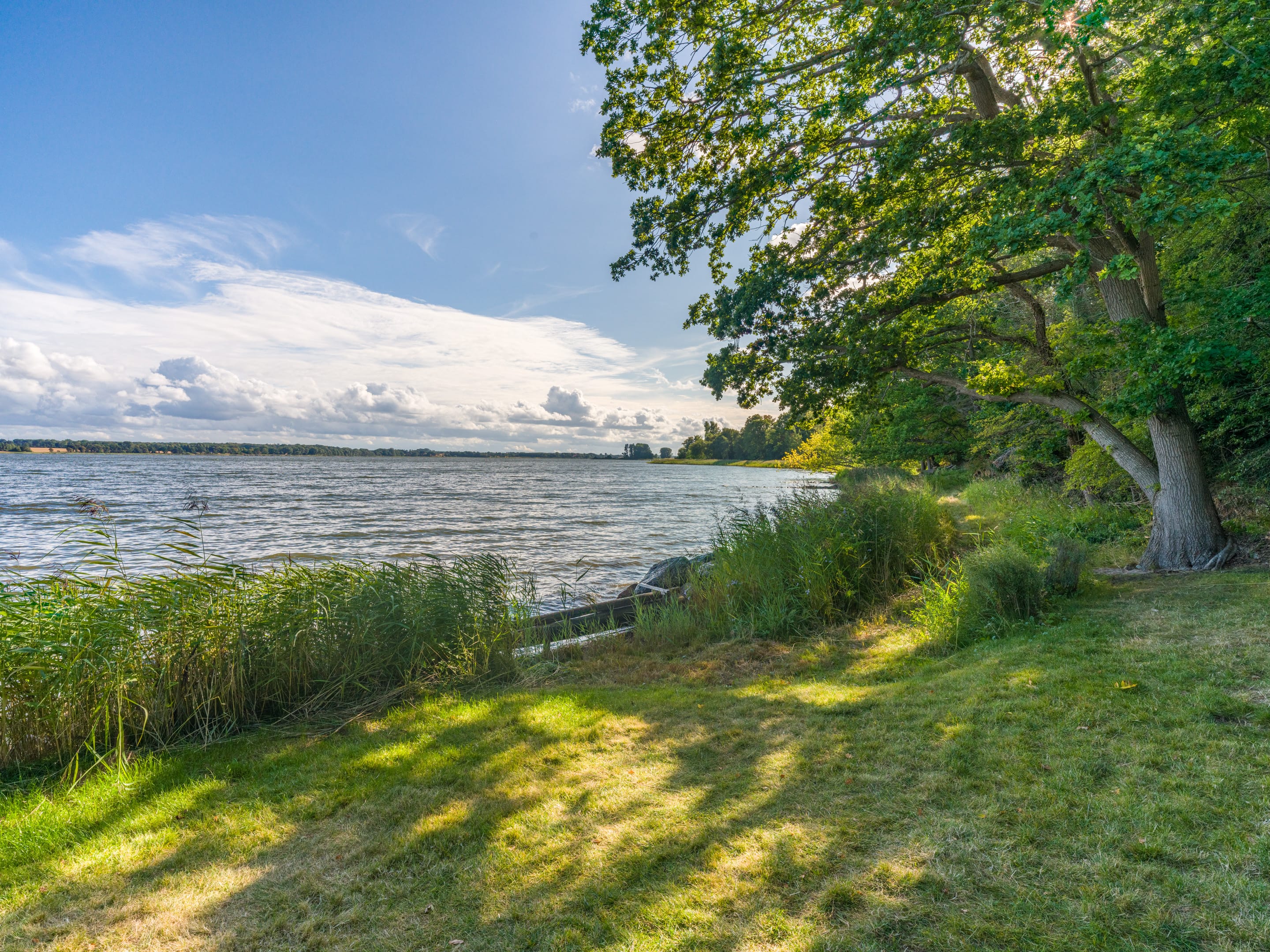 Schleiufer mit Schilf und Weitblick über das Wasser